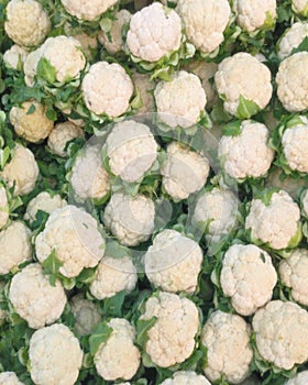 Cauliflower,brassica oleracea var. botrytis fresh  neture background .