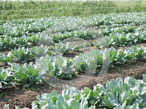 cauliflower or Brassica oleracea var. botrytis in the garden