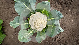 cauliflower - Brassica oleracea - white head is composed of a white inflorescence meristem edible curd with green leaves growing