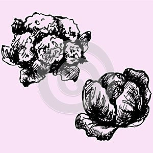 Cauliflower