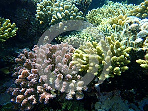 Cauliflower coral, rasp coral, or knob-horned coral Pocillopora verrucosa and Acropora gemmifera undersea