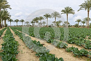 Cauliflower Crop