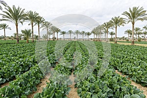 Cauliflower Crop