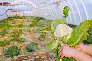 Cauliflower after cutting is held in the hand of the farmer. Greenhouse after harvest.