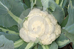 cauliflower on farm for harvest