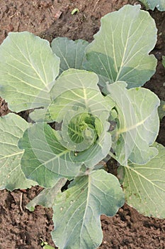 cauliflower on farm for harvest