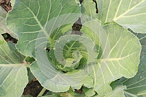 cauliflower on farm for harvest