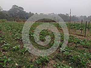 Cauliflower field in winter freshness