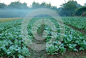 Cauliflower fields