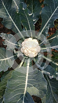 Cauliflower fresh indian vegetable from my garden