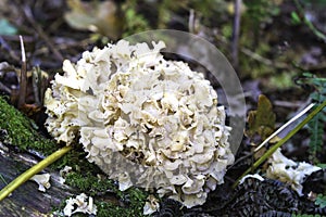 Cauliflower Fungus (Sparassis crispa)