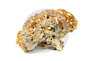 Cauliflower fungus Sparassis crispa close-up at studio photo