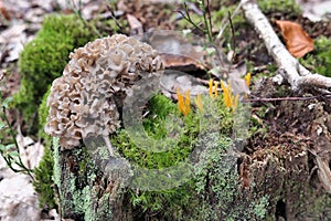 Cauliflower fungus Sparassis crispa on tree trunk in forest