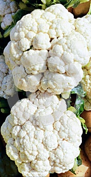 Cauliflower Gobhi choufleur Blumenkohl coliflor cavolfiore kolifulawa couve-flor Brassica oleracea cole-crop Caihua qarnabit photo