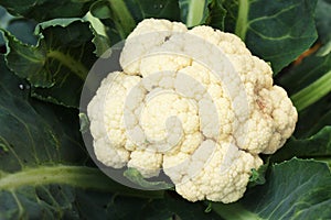 Cauliflower Growing In Garden