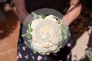 Cauliflower in hands photo