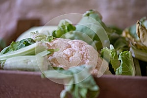 Cauliflower heads in a wooden crate. Photographed in Frome, Somerset.