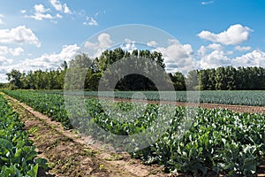 Cauliflower and leek fields at the Belgian countyside around the village Puurs, Flanders