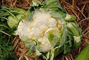Cauliflower on marked stand