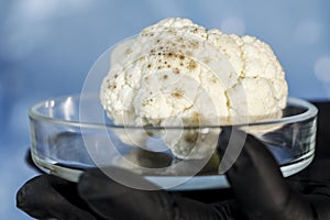 Cauliflower mold in a petri dish to visualize covid-19 studies on products. A hand in a black glove holds a petri dish