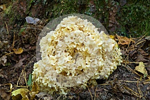 Coliflor champinón detallado 