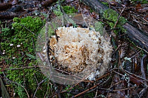 Cauliflower mushroom Krause Glucke closeup in the Black Forest