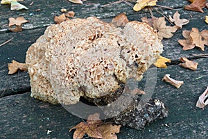 Cauliflower mushroom, sparassis crispa photo