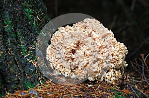 Cauliflower mushroom Sparassis crispa growing in England photo