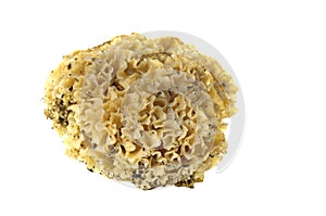 Cauliflower mushroom sparassis crispa photo