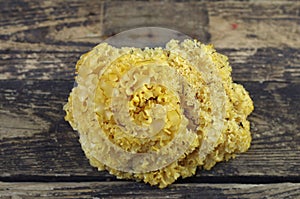 Cauliflower mushroom sparassis crispa photo