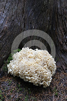 Cauliflower Mushroom Sparassis radicata at the base of a dead tree