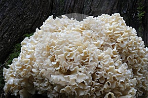 Cauliflower Mushroom Sparassis radicata detail