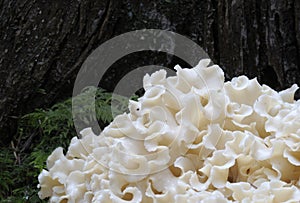 Cauliflower Mushroom Sparassis radicata macro photograph