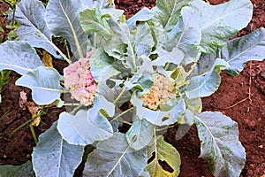 Cauliflower Plant - Brassica Oleracea - Cruciferous Vegetable in Kitchen Garden - Organic Farming - Healthy Lifestyle