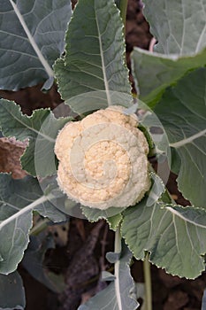 Cauliflower plant photo