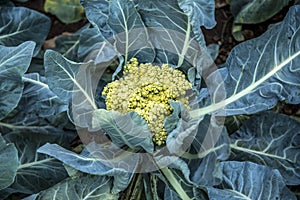 Cauliflower plant cultive crop