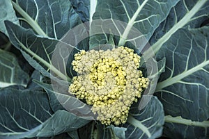 Cauliflower plant cultive crop photo