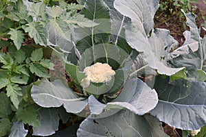 Cauli flower plant photo