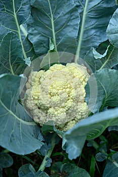 Cauliflower plant growing in organic vegetable garden