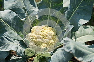 Cauliflower plant growing in organic vegetable garden