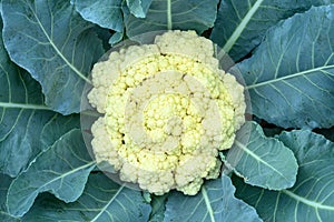 Cauliflower plant growing in organic vegetable garden, Top view