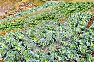 Cauliflower plants and cabbage plants in agriculture field of Thailand farmland