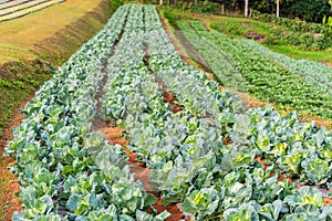 Cauliflower plants and cabbage plants in agriculture field of Thailand farmland