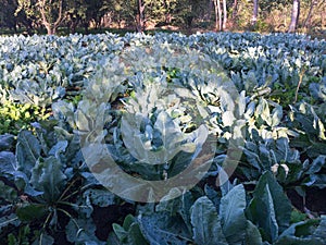 Cauliflower plants growing in the fields