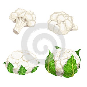 Cauliflower set. Vegetables in cartoon flat design. Eco farm fresh veggies. Vector illustrations