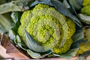 cauliflower on a table