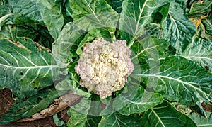 Cauliflower top view with bright green leafs