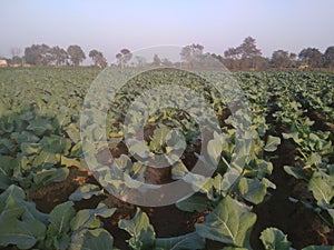 Cauliflower tree in a field  in India