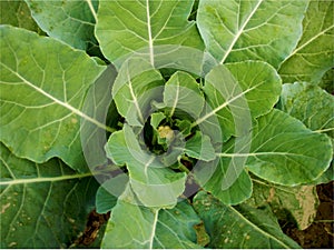 Cauliflower vegetable, Brassica oleracea  botrytis -  image
