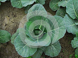 Cauliflower vegetable, Brassica oleracea var. botrytis - closeup image